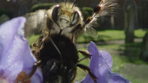 Bbc Two Springwatch Hairy Footed Flower Bees Mate In Some Weird Ways