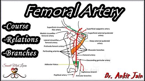 Femoral Artery Anatomy Origin Course Relations And Branches