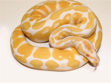 10 Beautiful Ball Python Python Regius Morphs Reptileworldfacts
