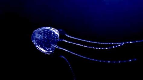 Irukandji Jellyfish Discovered Off Fraser Island Pat Callinans 4x4