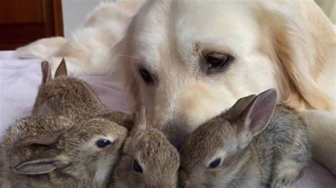 Golden Retriever Who Adopted Bunnies Has More Than 100000