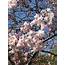 Cherishing The Cheerful Cherry Blossoms Of Hakone – NBC Los Angeles