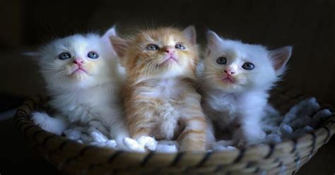 Top 7 Cute Kittens In A Basket Photos For Cat Lovers