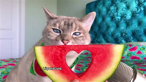 Asmr Cat Loves Watermelon Youtube