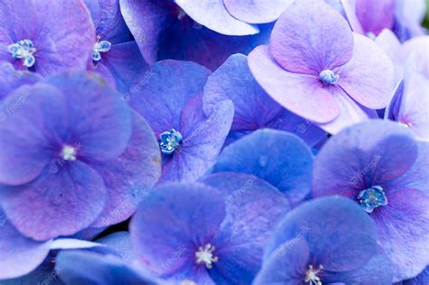 Premium Photo Purple Hydrangea Flower