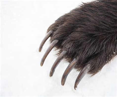 Bear S Claws Stock Photo Image Of Detail Danger Black 58213296