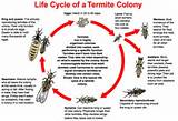 Termite Stages Pictures Images
