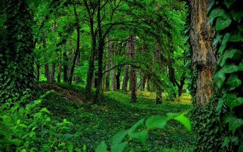 Green Forest Hd Wallpaper Background Image 3000x1887