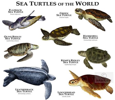Sea Turtles Of The World Loggerhead Sea Turtle Sea Turtle Sea