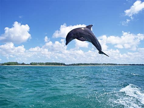Fotografías De Carismáticos Delfines En El Oceano