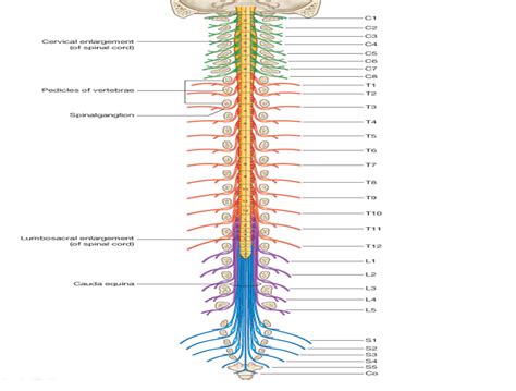 4 Spinal Cord
