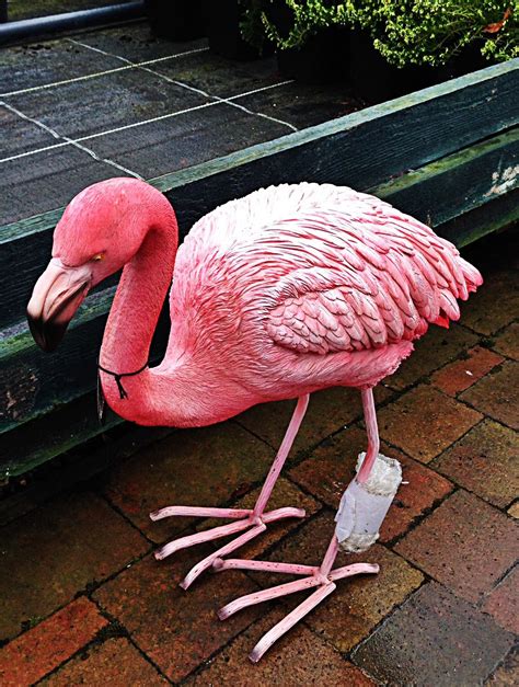 Pin By Chris Bosch On Scary Flamingos Sorry Liss Flamingo Garden Scary