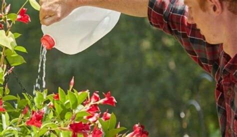 25 genius gardening hacks you ll be glad you know page 13 12 facts of just about everything