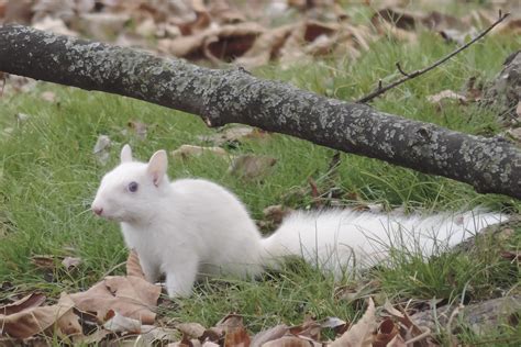 Check the idnr website for further information on hunting programs at starved rock; White Squirrel | Olney Illinois | E3 Images | Flickr