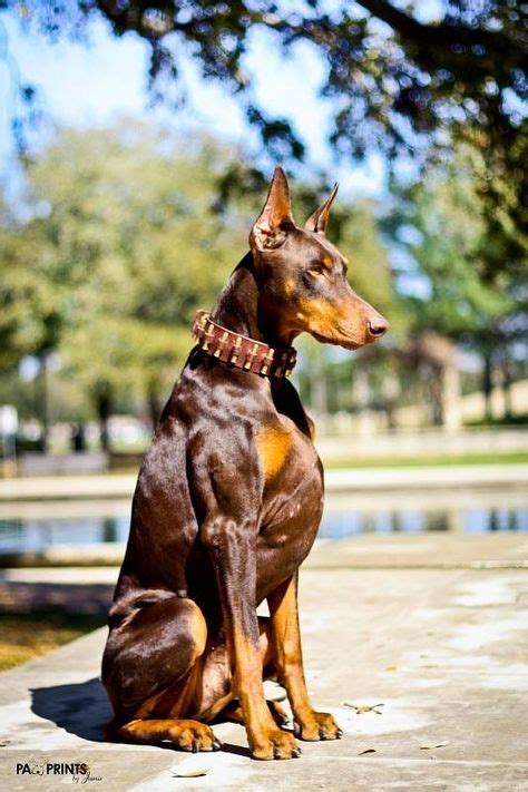 30 Best Blue Doberman Images Doberman Blue Doberman Doberman Pinscher