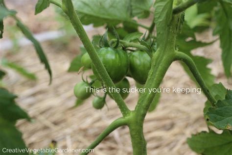 Creative Vegetable Gardenerhow To Prune Your Tomato Plants Like An