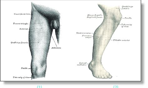 Surface Anatomy Of Right Leg Download Scientific Diagram