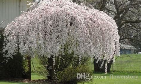 20 Snow Fountain Weeping Cherry Tree Diy Home Garden Dwarf Treerare