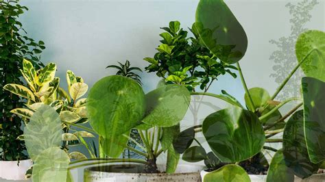 Best Indoor Plants For Oxygen Production In The World Don T Miss