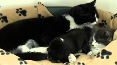 Mum Cleaning Kitten Youtube