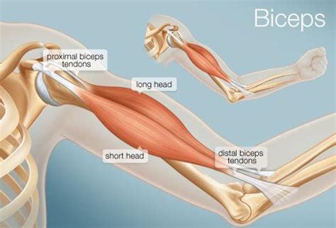 It's not easy to accomplish biceps long head isolation in exercise without tackling the entire biceps. Мышцы рук и их тренировка :: SYL.ru