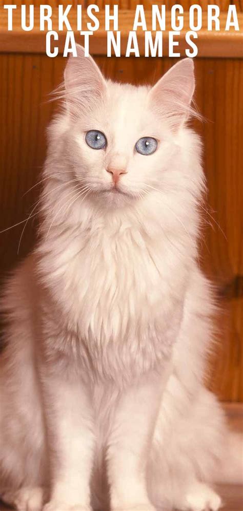 Turkish Angora Cat Names 150 Ideas For Your White Beauty