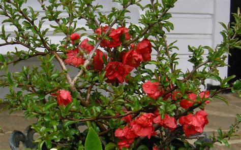 Okay, maybe not so easy. Texas Scarlet Flowering Quince Picture - Gardenality