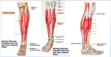 Ch11 Diagram Extrinsic Muscles Of The Foot Diagram Quizlet