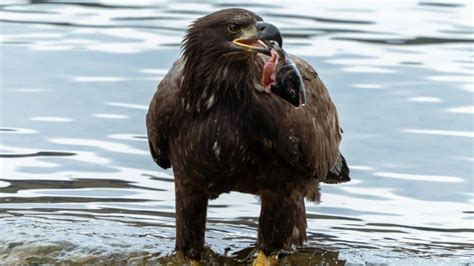 What Do Eagles Really Eat Complete List And Detailed Explanation Unianimal