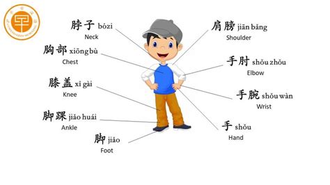 Chinese Lesson Body Parts Learn Chinese Online Shanghaiprofessional
