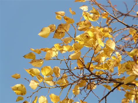 Leaves Autumn Fall Free Photo On Pixabay