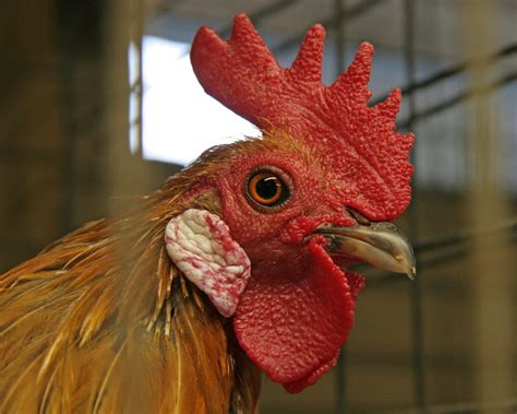 What You Need to Know About Roosters | Rooster's As Pets