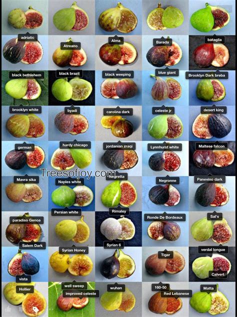 Types Of Fig Trees