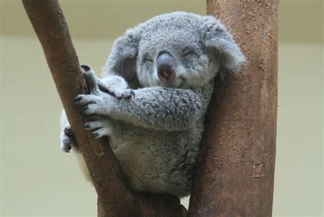 Koala Bears At The Risk Of Being Extinct By 2050 The Commune