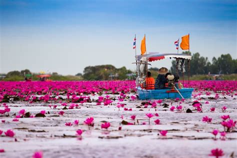 Visitors Are Sailing To See The Red Lotus In The Lake Stock Photo