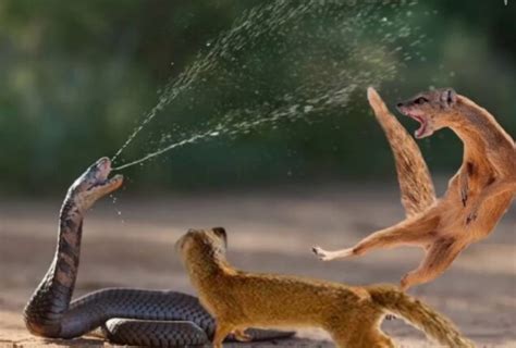 Watch King Cobra And Mongoose Fight To The Death On Viral Video
