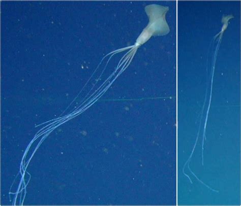 Rare Deep Sea Bigfin Squid Sighted in Australian Waters for First Time