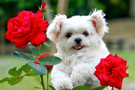 Cute Baby Puppy Wallpapers Top Free Cute Baby Puppy Backgrounds