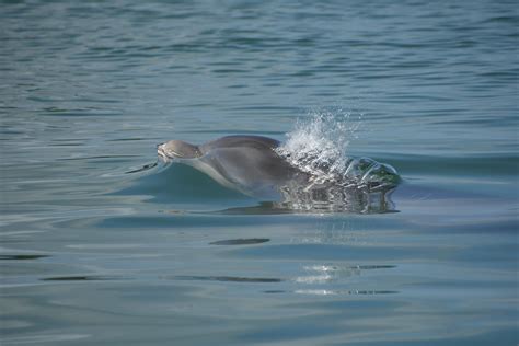 Contact Us Sarasota Dolphin Research Program