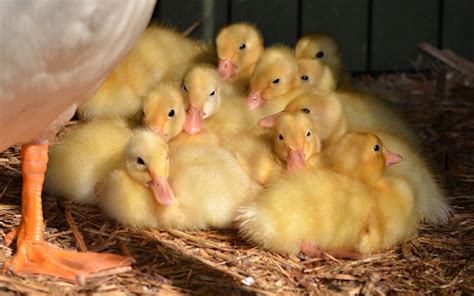 They were introduced to america. Our first natural duck hatching Pekins ducklings | Self ...