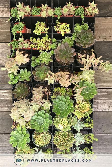 Vertical planters add interest to otherwise plain walls and fences and save valuable ground space. 7 Top Ideas For Your Vertical Vegetable Garden | Succulent ...