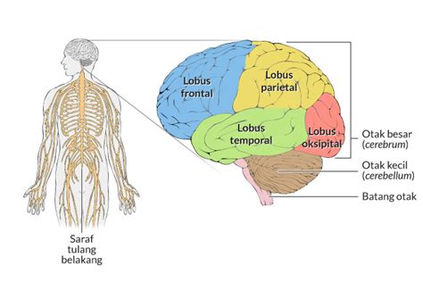 Bahagian Otak Dan Fungsinya