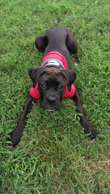 See more ideas about boxer puppies, boxer, puppies. Black boxer puppy! 4mths (With images) | Black boxer puppies, Boxer puppy, Boxer puppies