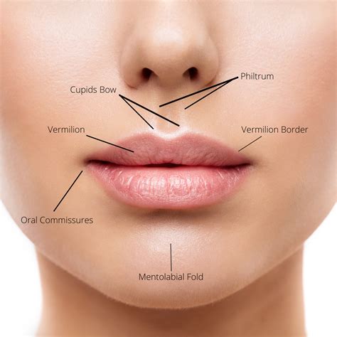 What Is Hair Under Bottom Lip Called Lipstutorial Org