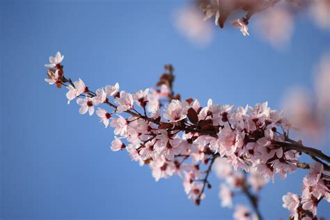 Sprig Of Pink Plum Blossoms Picture Free Photograph Photos Public