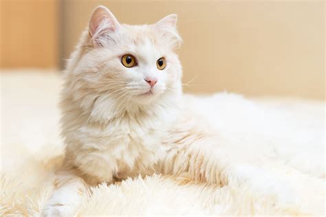 Turkish Angora Cat Breed History And Some Interesting Facts