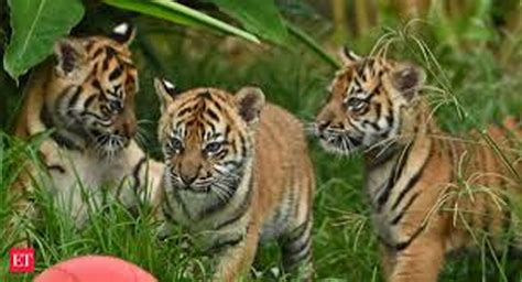 Rare Sumatran Tiger Cubs Make Public Debut At Sydney Zoo Dailyexcelsior