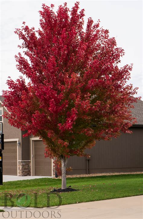 Autumn Blaze Maple Bold Outdoors Tree Installation