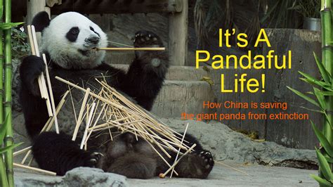 How China Is Saving The Giant Panda From Extinction — Rt Documentary