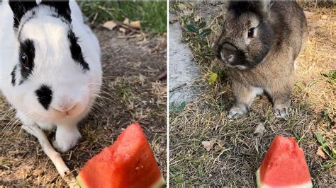 Will Bunnies Eat It Watermelon Youtube